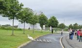 PICTURES/The Kelpies - Magnificent Statues/t_Swans (2).jpg